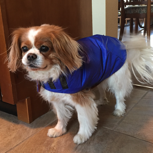 Roxy's Winter Dog Coat
