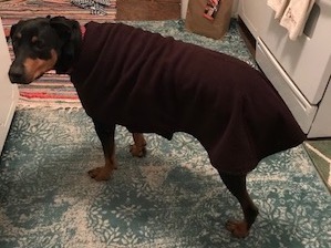 dog coats reviews